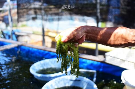 海葡萄 日文|沖繩、平安座島｜海的寶石・海葡萄養殖場的人情味（ 